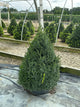 Buxus microphylla 'Green Mountain'