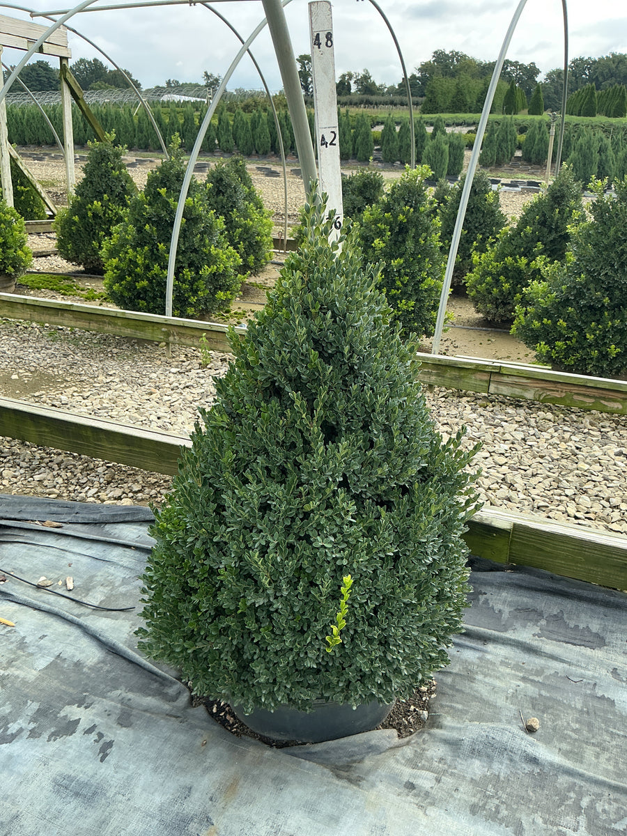 Buxus microphylla 'Green Mountain'