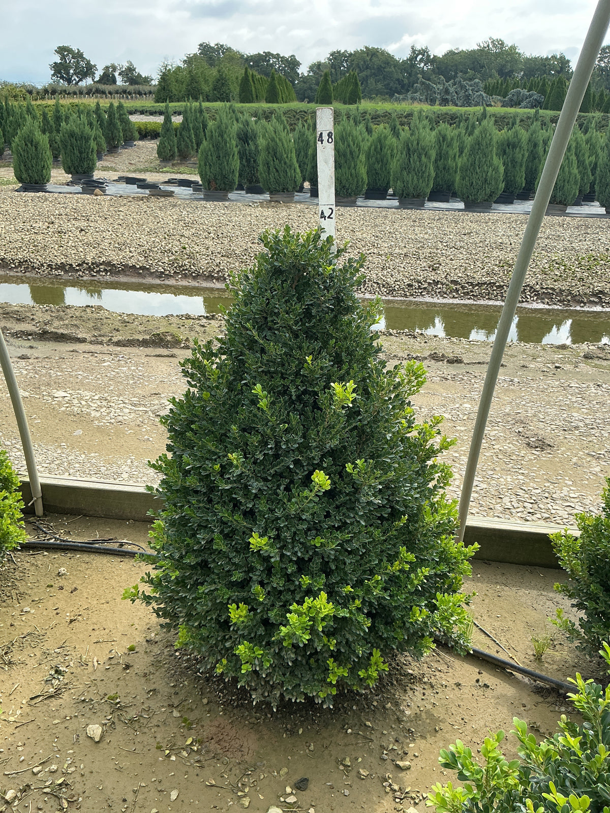 Buxus x 'Cranberry Creek'