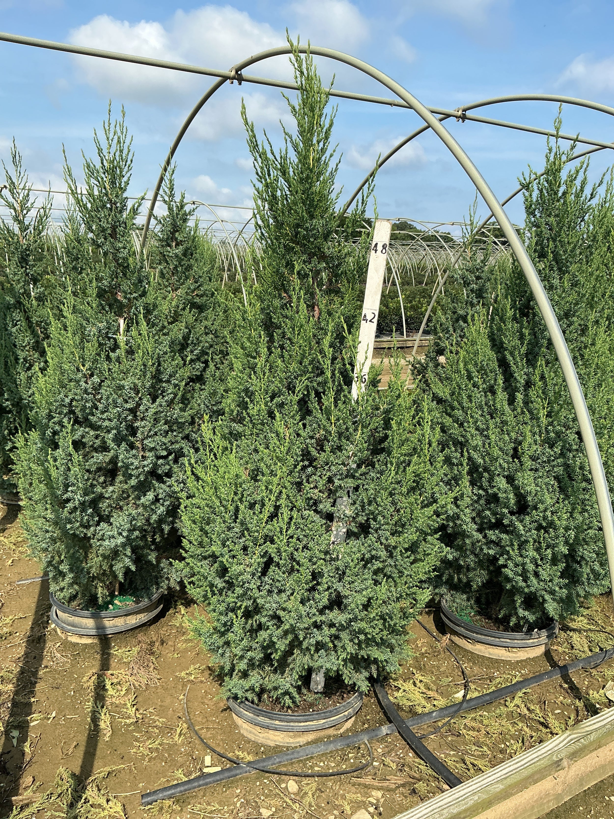 Juniperus x Star Power (‘J.N. Select Blue’)