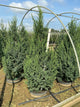 Juniperus x Star Power (‘J.N. Select Blue’)