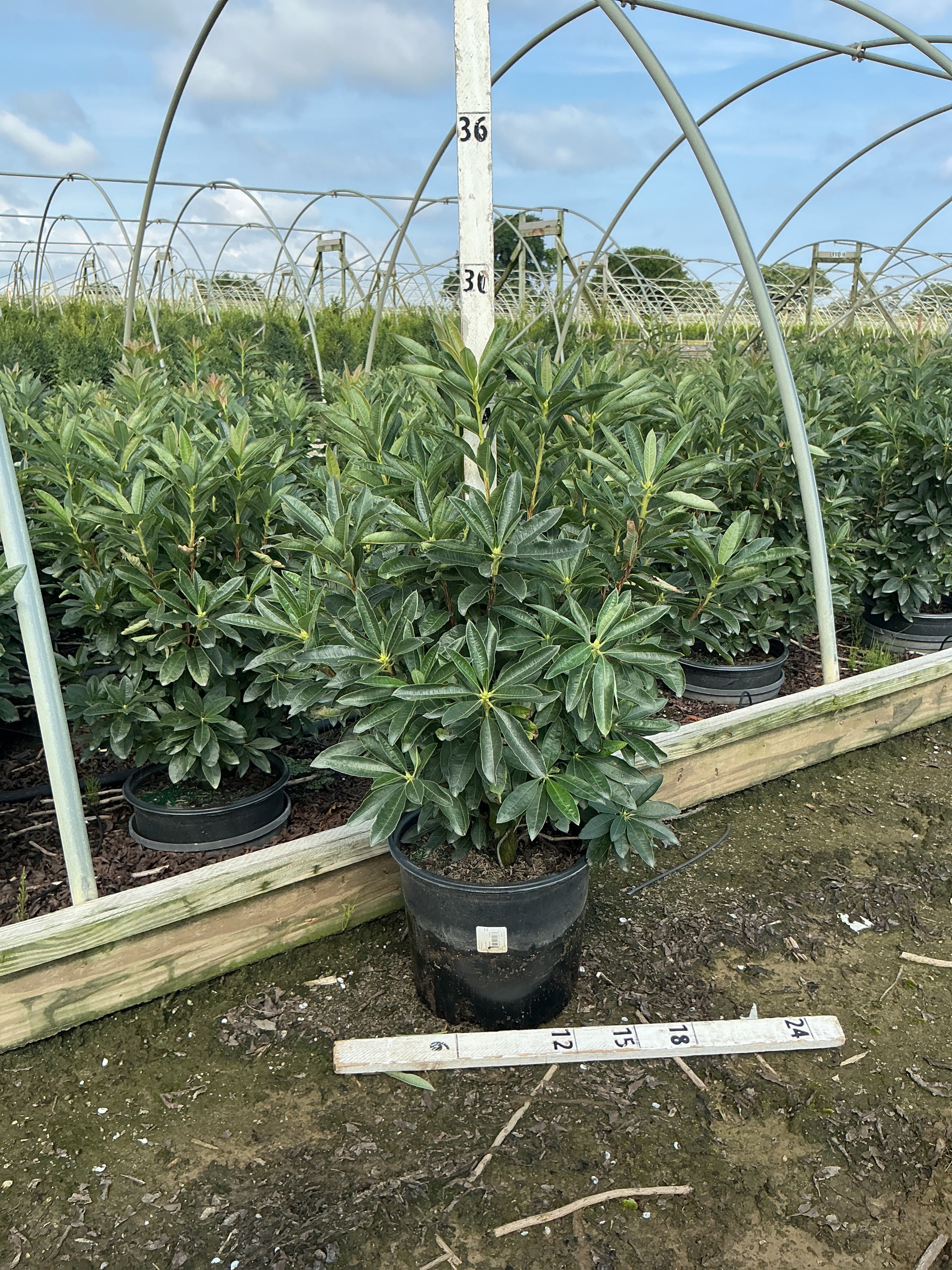 Azalea 'Exbury Fireball'