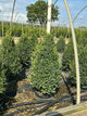 Buxus microphylla 'Green Mountain'