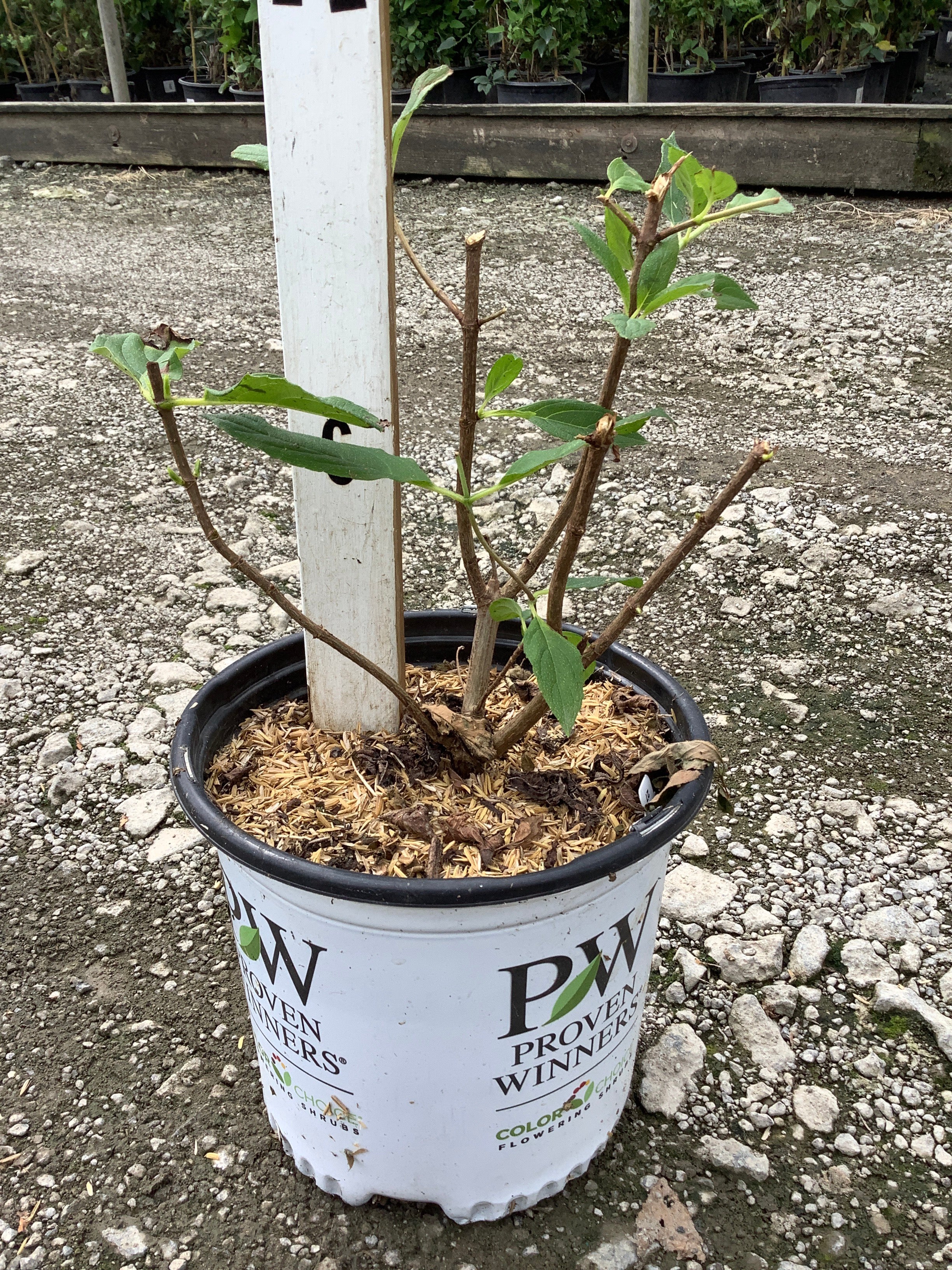 Hydrangea paniculata 'Zwijnenburg'