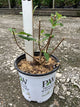 Hydrangea paniculata 'Zwijnenburg'