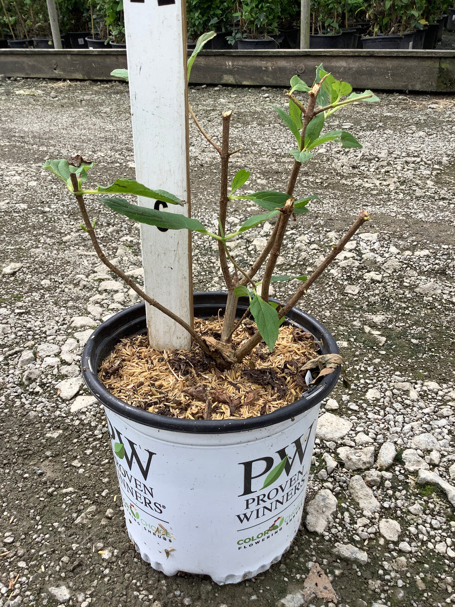 Hydrangea paniculata 'Zwijnenburg'