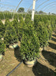 Buxus x 'Cranberry Creek'