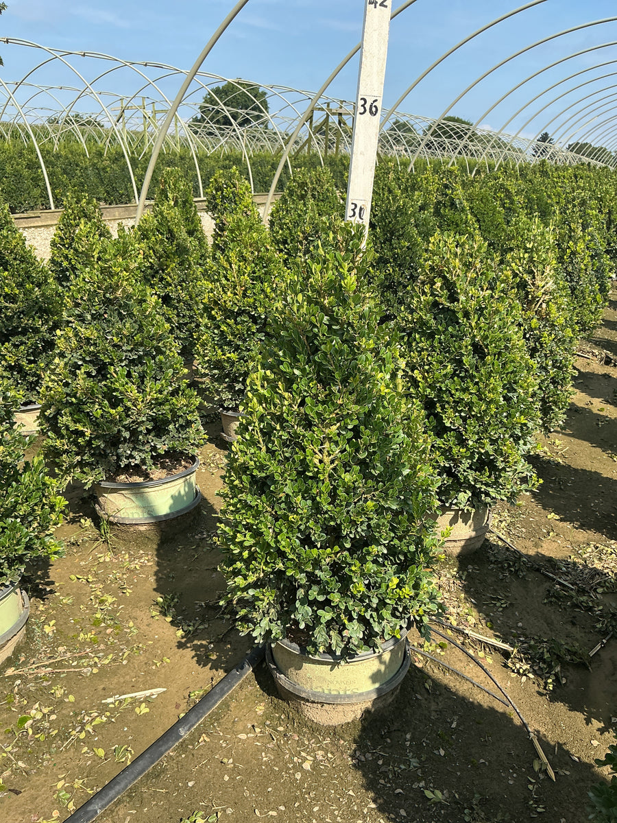 Buxus x 'Cranberry Creek'