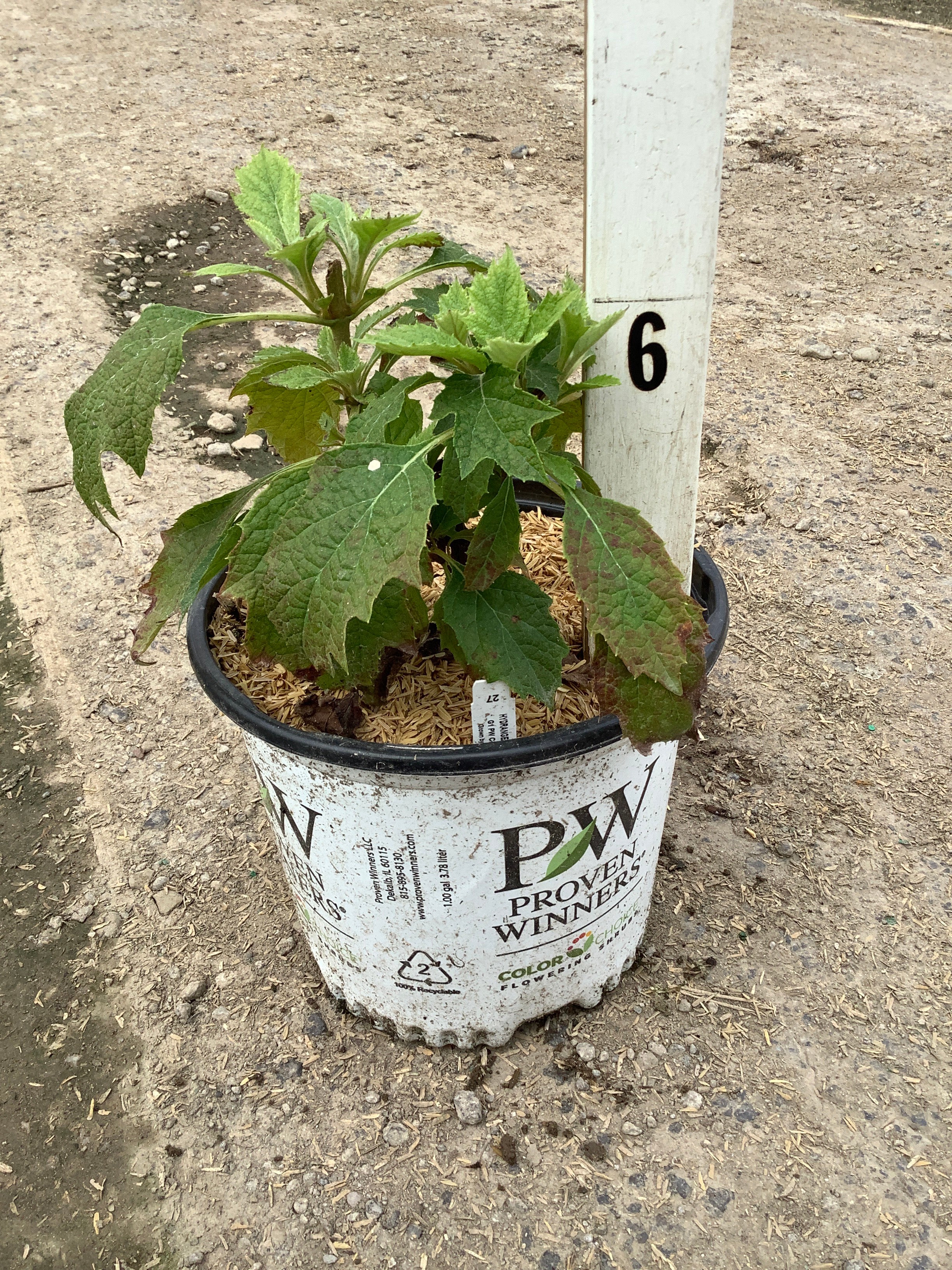 Hydrangea quercifolia 'Gatsby Gal'