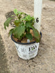 Hydrangea quercifolia 'Gatsby Gal'