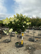 Hydrangea paniculata 'Renhy'