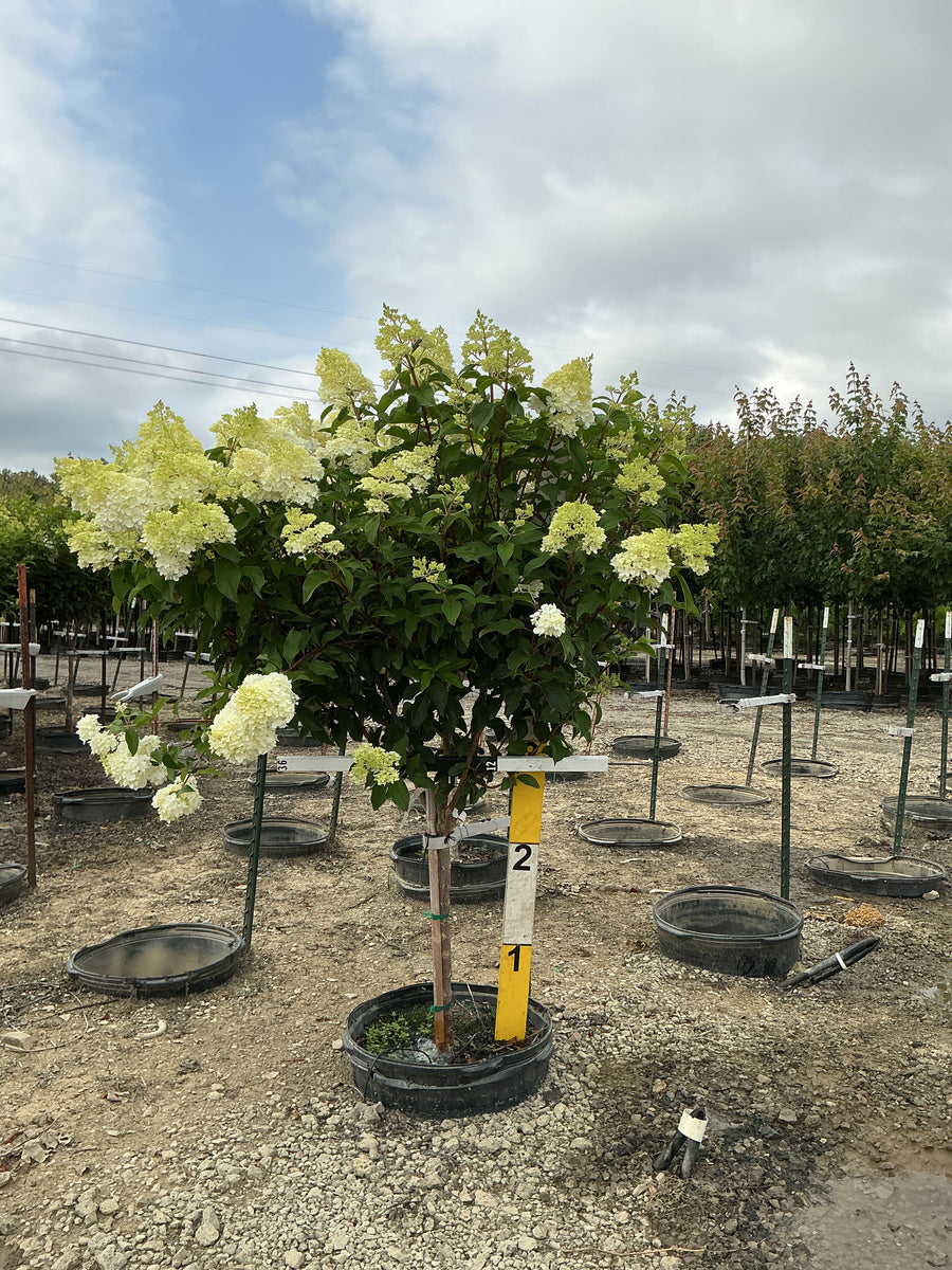 Hydrangea paniculata 'Renhy'