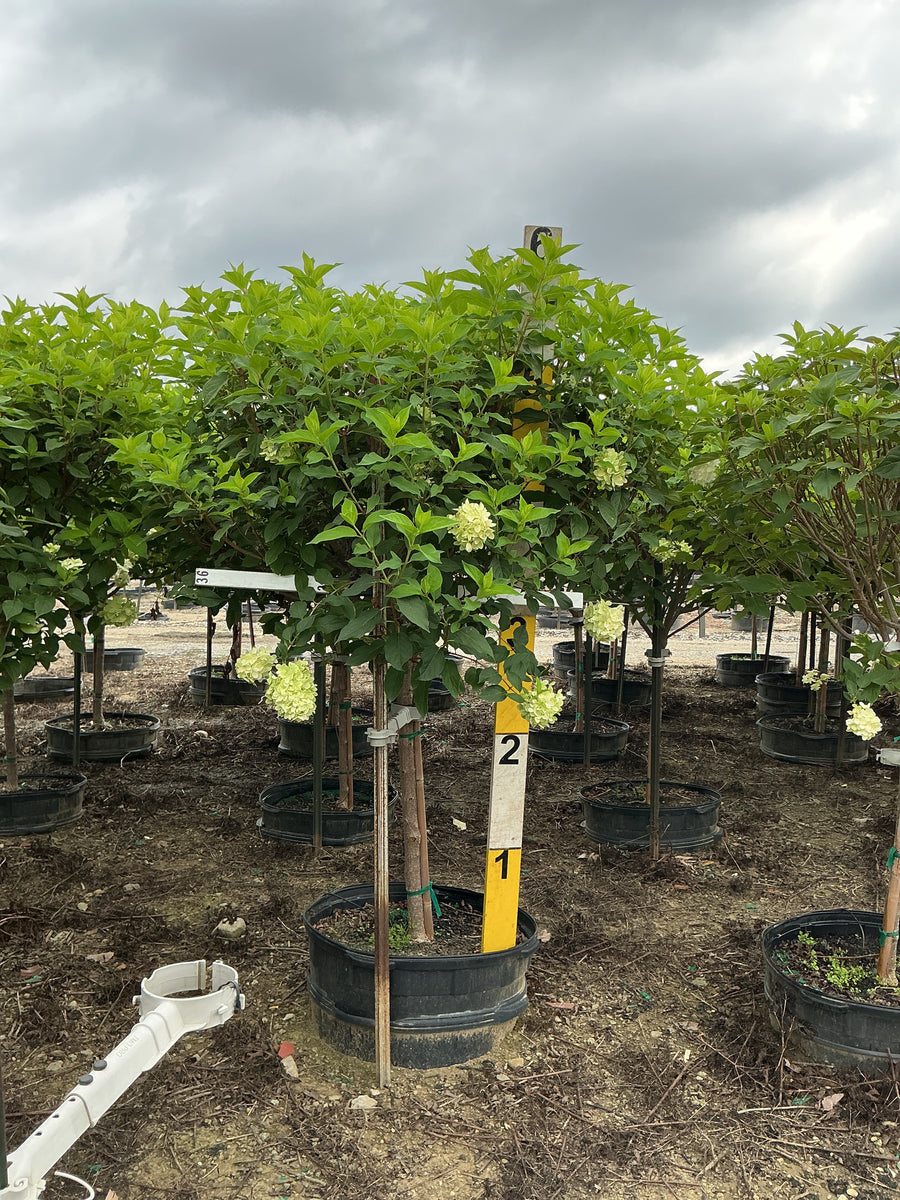 Hydrangea paniculata 'Zwijnenburg'
