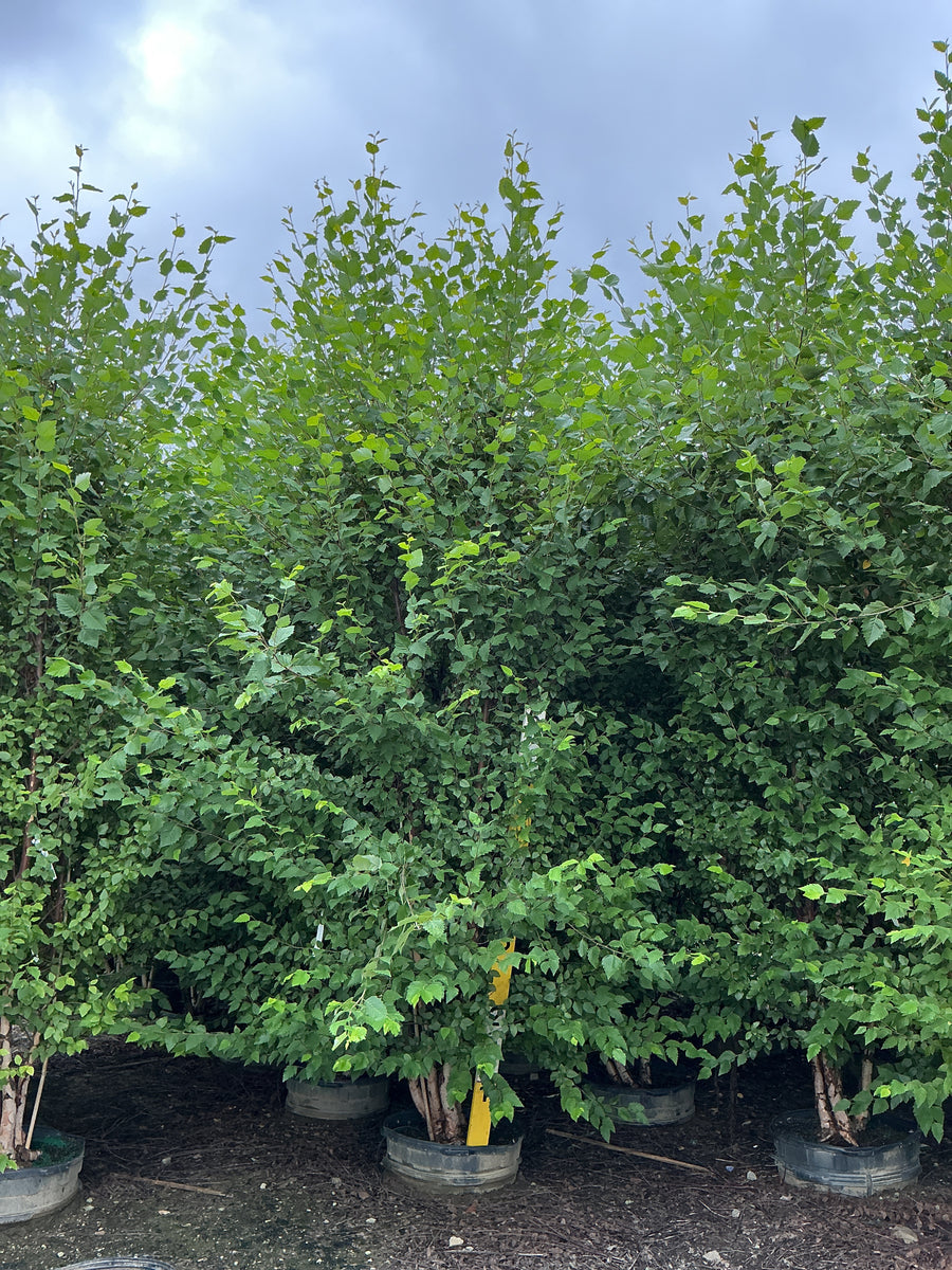 Betula nigra 'Cully'