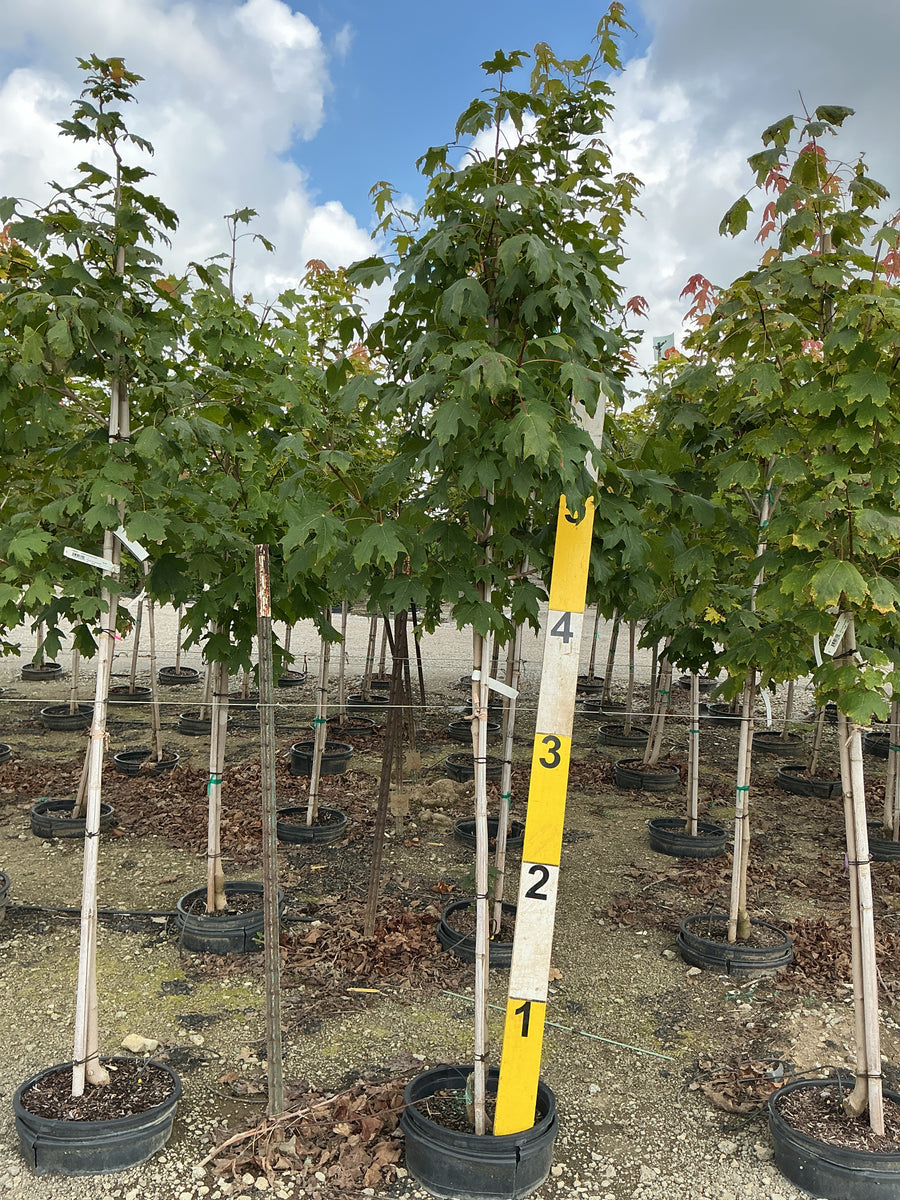 Acer saccharum â€” G7 84