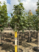 Acer saccharum 'Green Mountain'
