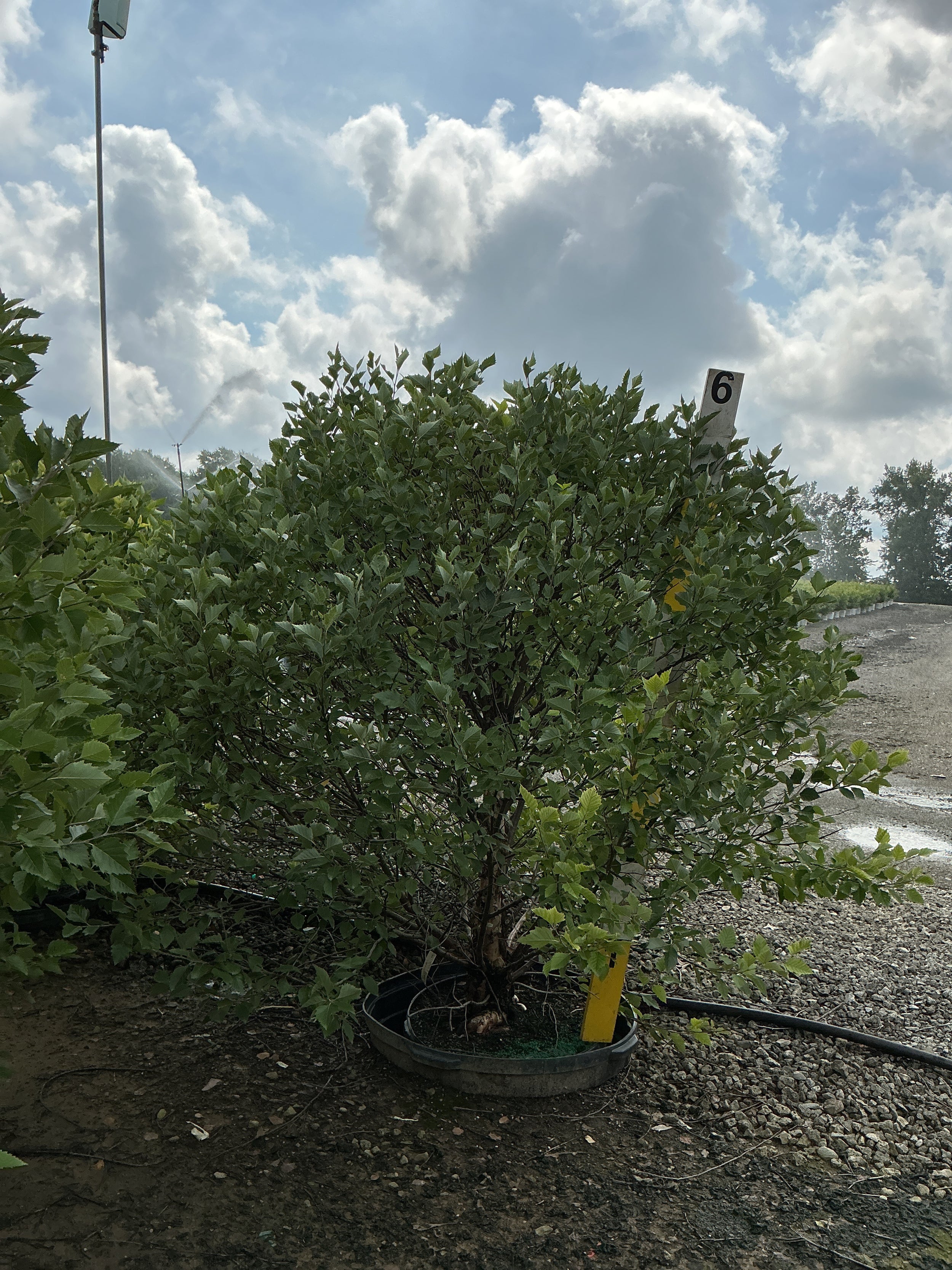 Betula nigra 'Little King'