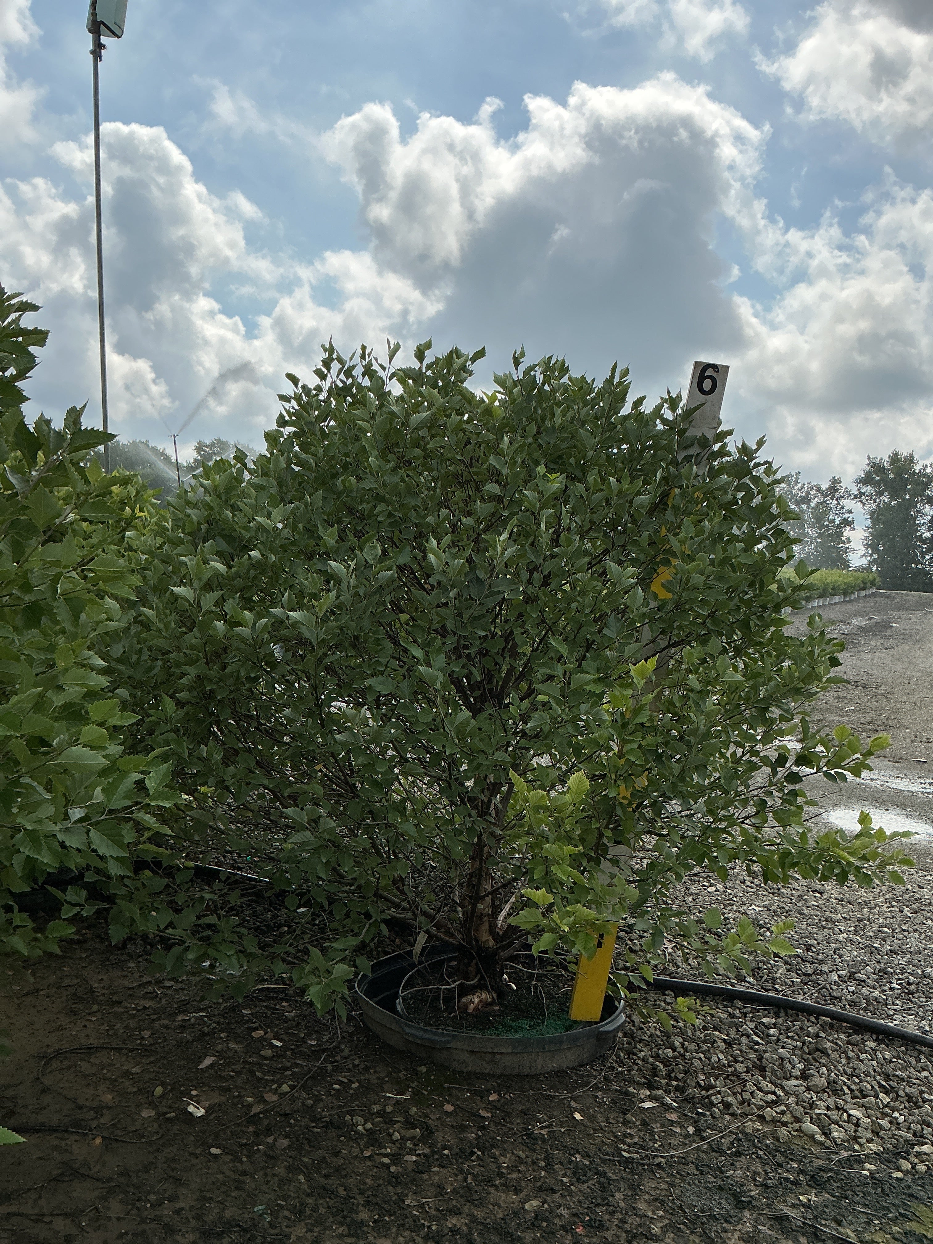 Betula nigra 'Little King'