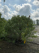 Betula nigra 'Little King'