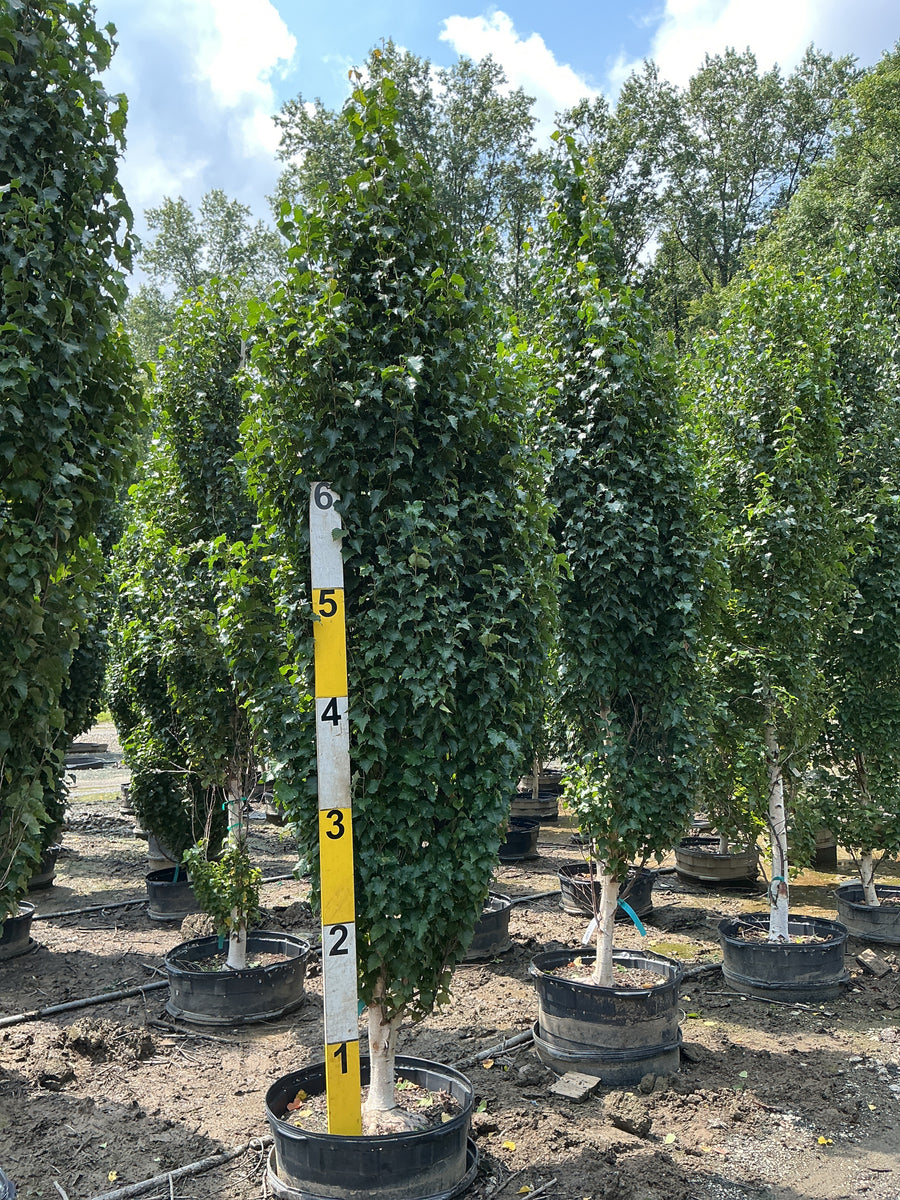 Betula platyphylla 'Parkland Pillar'
