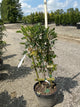 Wisteria sinensis 'Southern Belle'