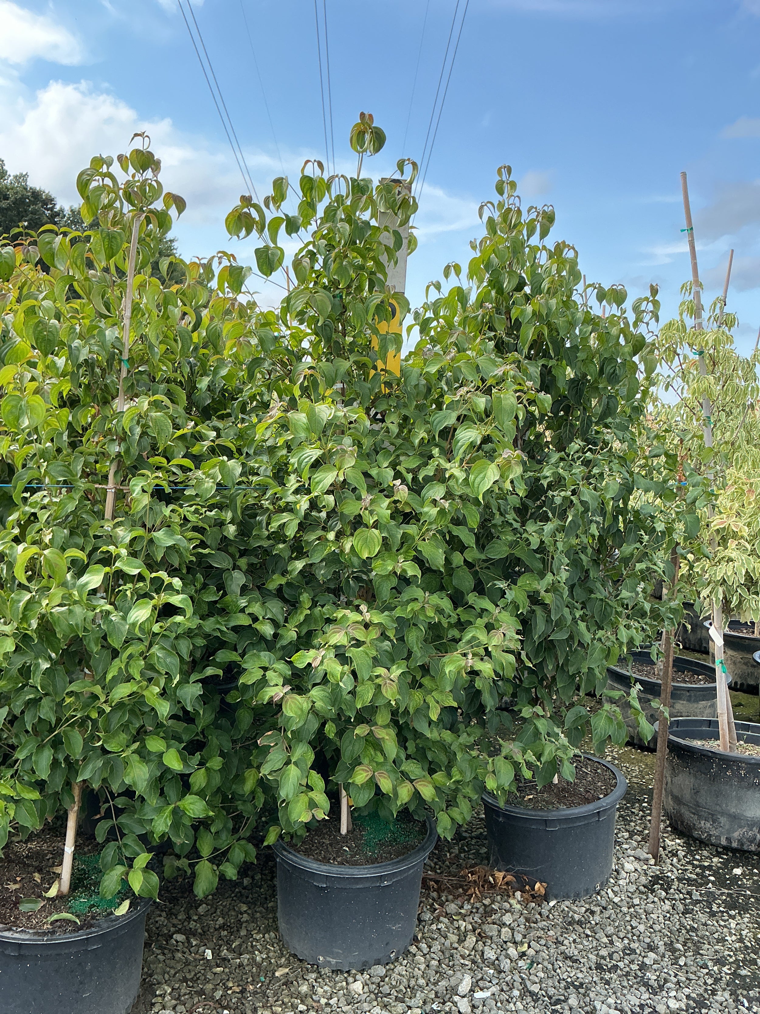 Cornus kousa var. chinensis 'Chinensis'