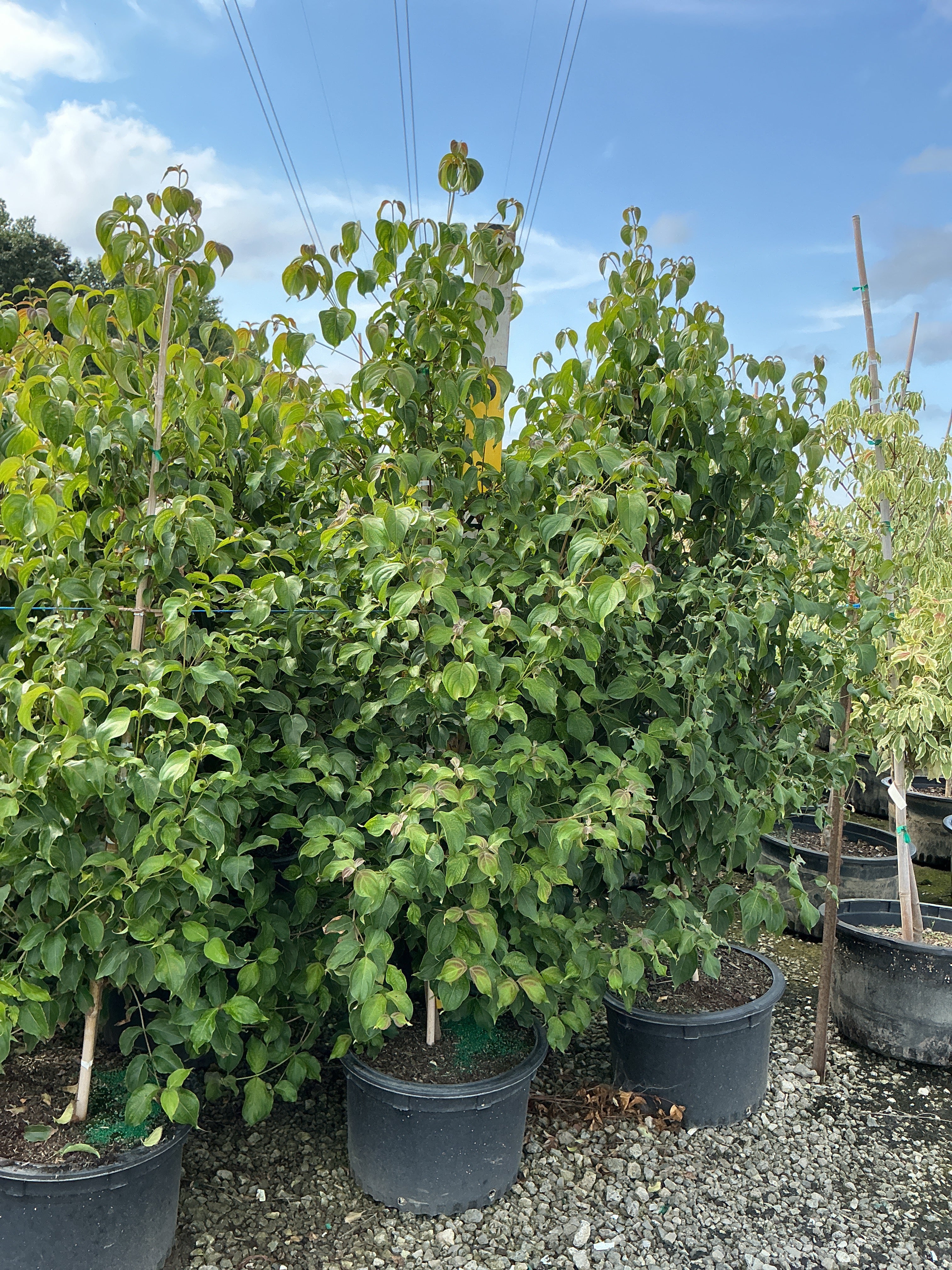 Cornus kousa var. chinensis 'Chinensis'