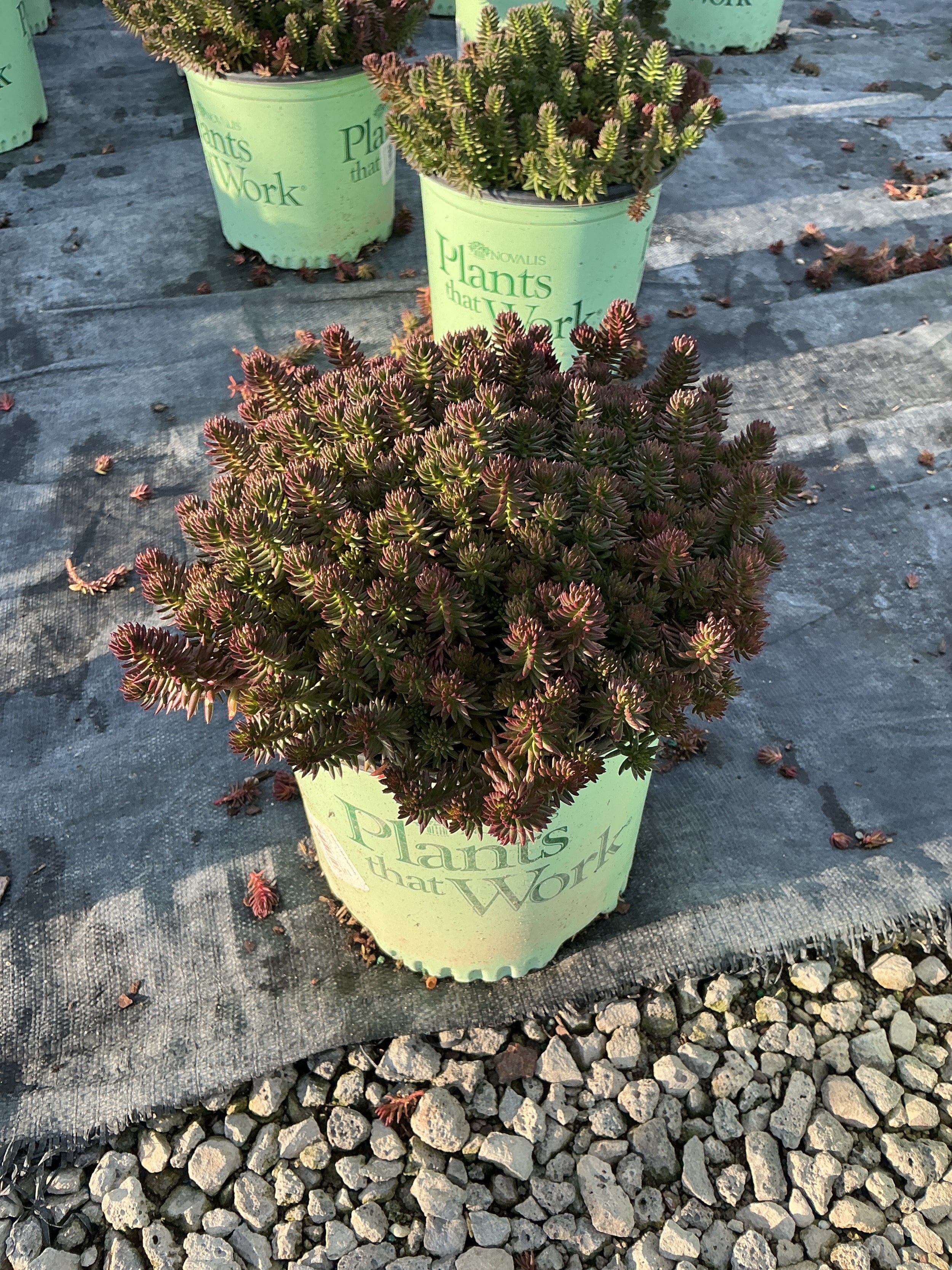 Sedum SunSparkler® ‘Red Angelina'