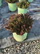 Sedum SunSparkler® ‘Red Angelina'