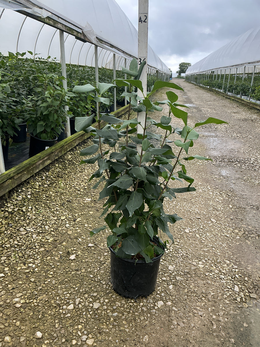 Syringa 'New Age Lavender'