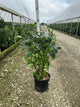 Syringa 'New Age White'