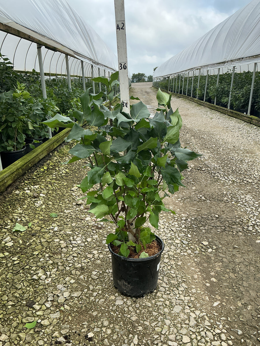 Syringa 'New Age White'
