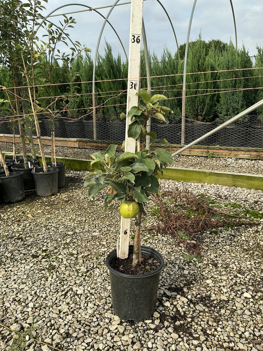 Malus 'Fruit Tangy Green'