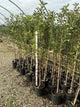 Malus 'Fruit Yellow Delicious'