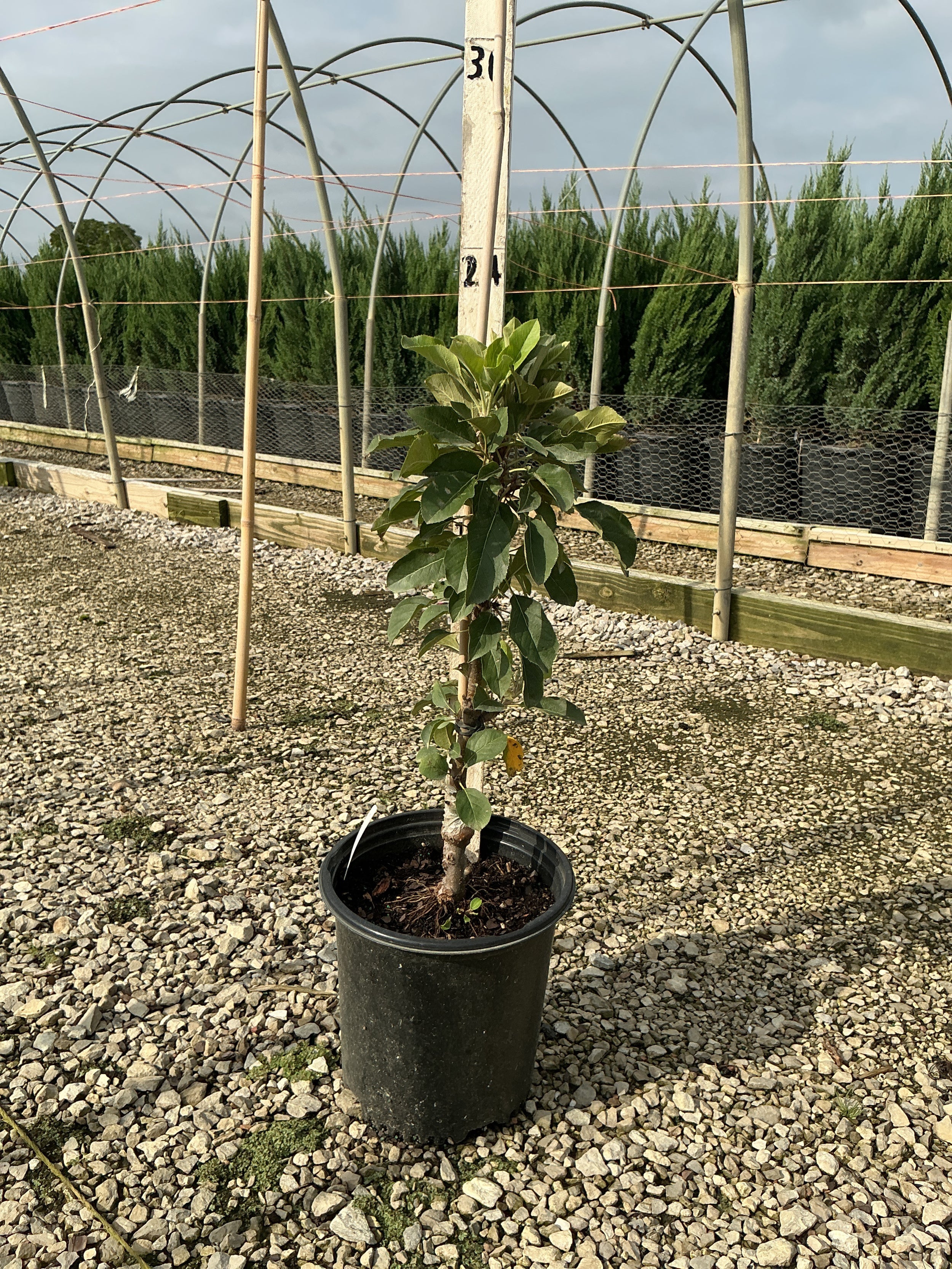 Malus domestica 'Tasty Red'