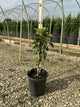 Malus domestica 'Tasty Red'