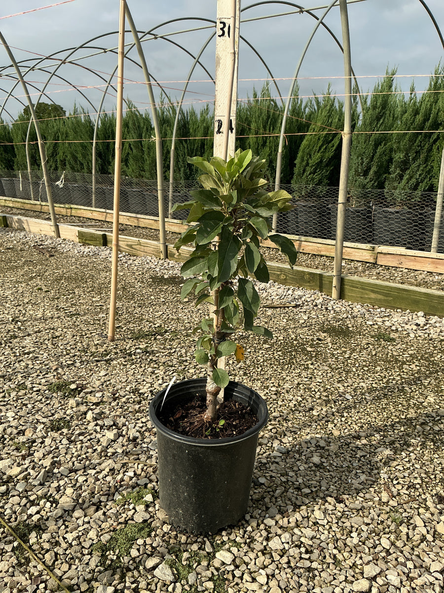 Malus domestica 'Tasty Red'