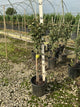 Malus Fruit Snacks Blushing Delight Malus 'A68-173'