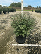 Euonymus alatus 'Compactus'