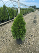 Thuja occidentalis 'Smaragd'
