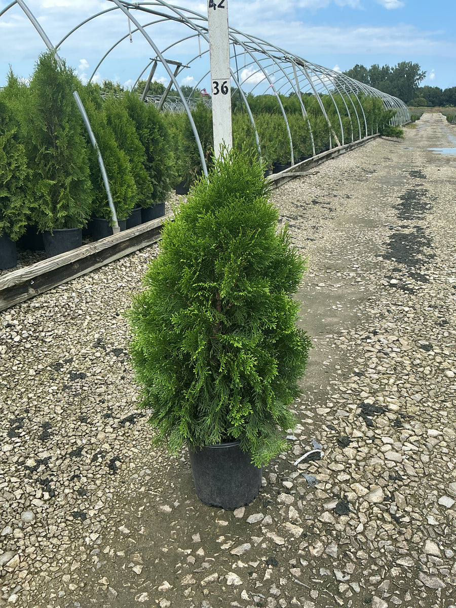 Thuja occidentalis 'Smaragd'
