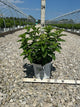 Hydrangea paniculata 'Bobo'
