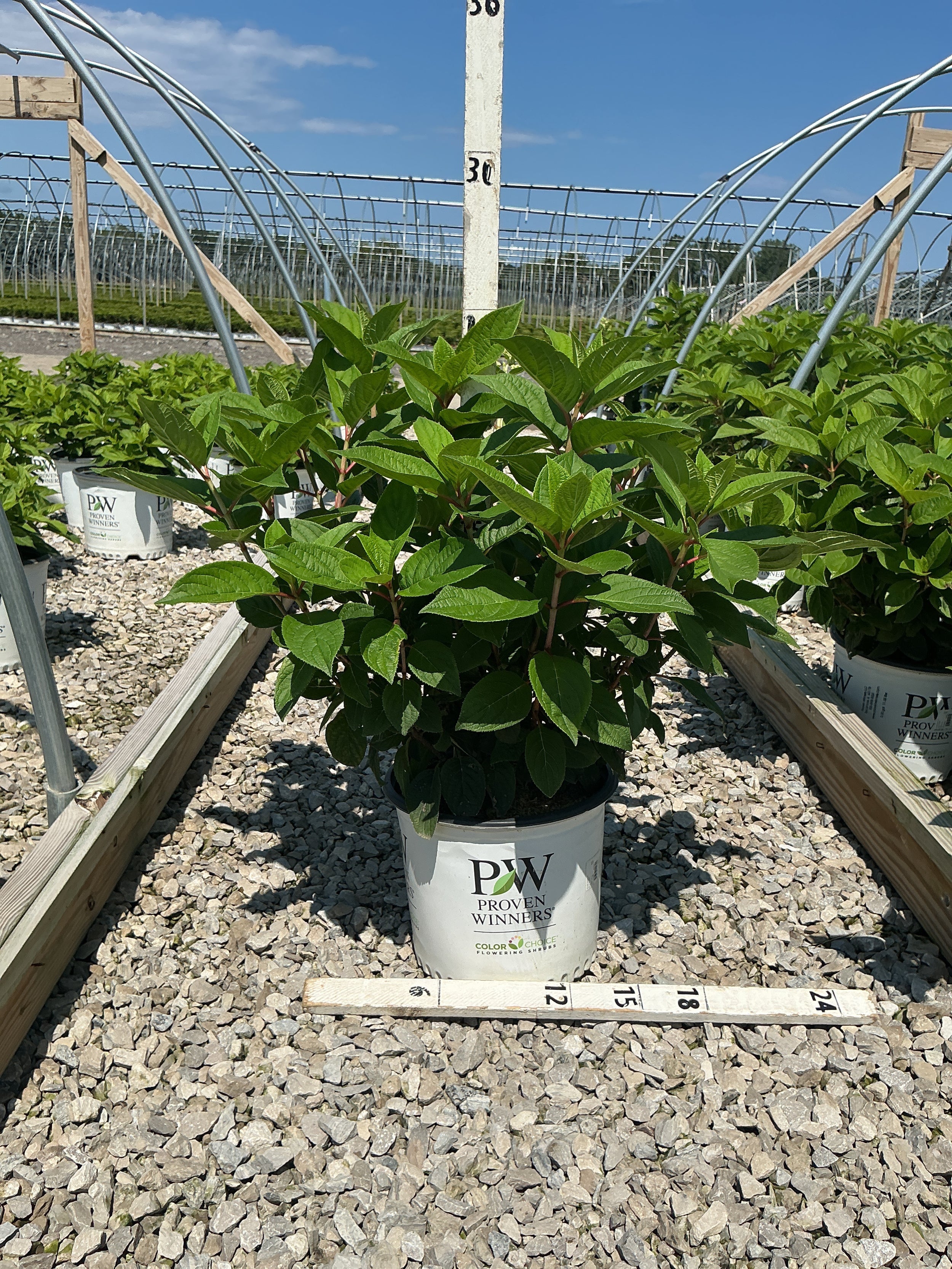 Hydrangea paniculata 'Bulk'