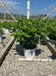 Hydrangea paniculata 'Bulk'