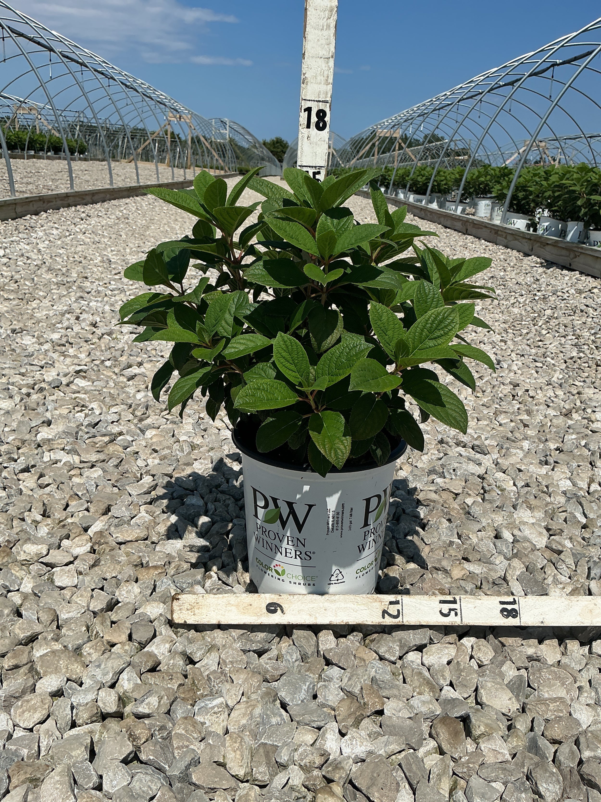 Hydrangea pan ‘Little Quick Fire'