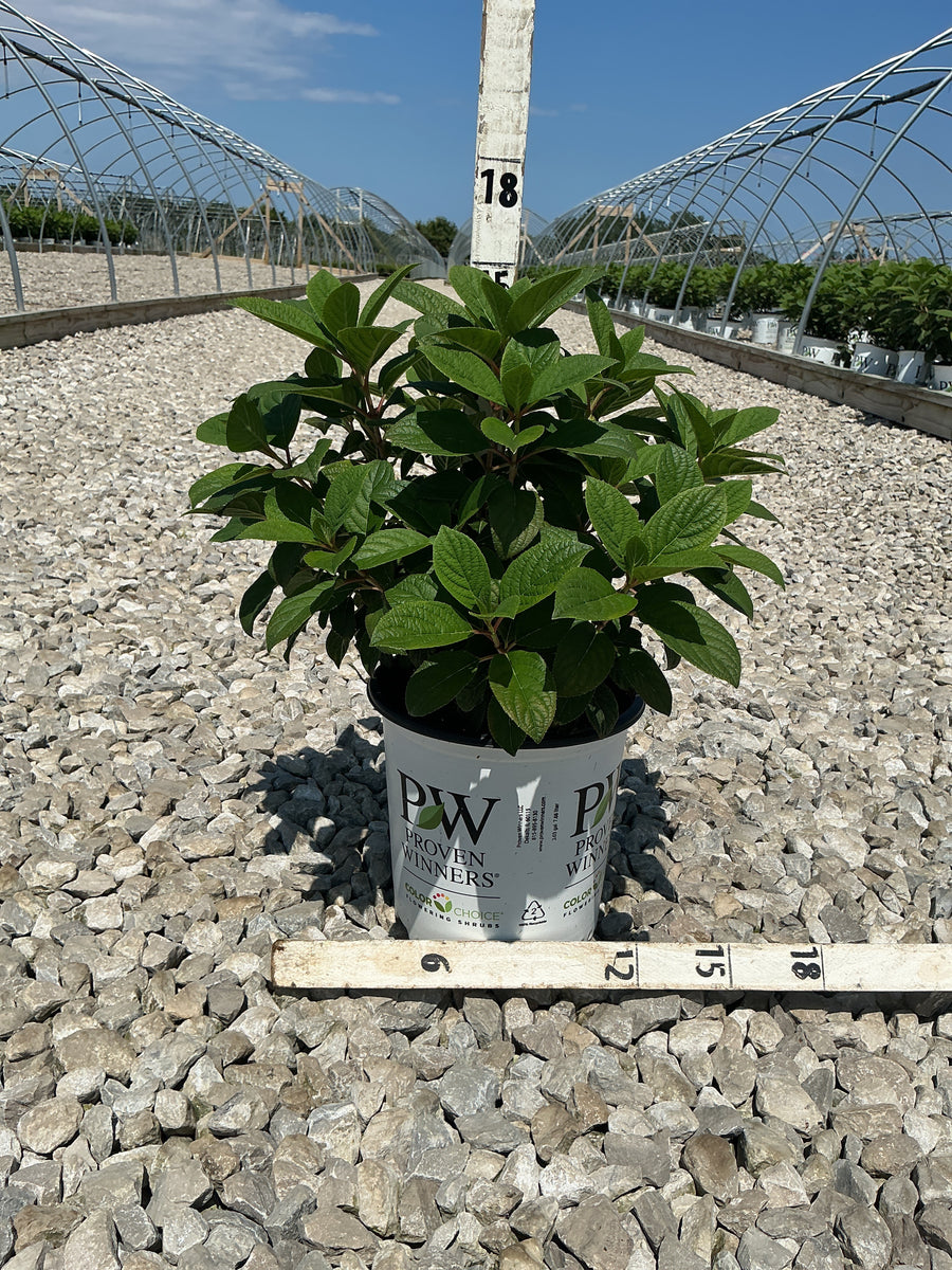 Hydrangea pan ‘Little Quick Fire'