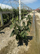 Viburnum rhytidophyllum 'Alleghany'