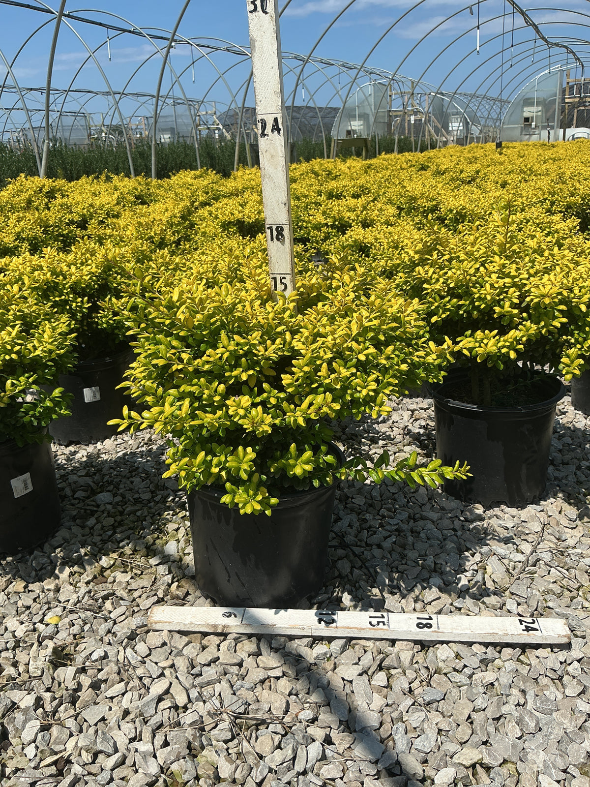 Ilex crenata 'Drops of Gold'