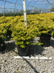 Ilex crenata 'Drops of Gold'