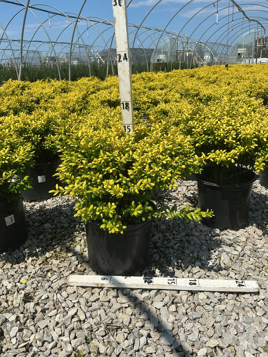 Ilex crenata 'Drops of Gold'